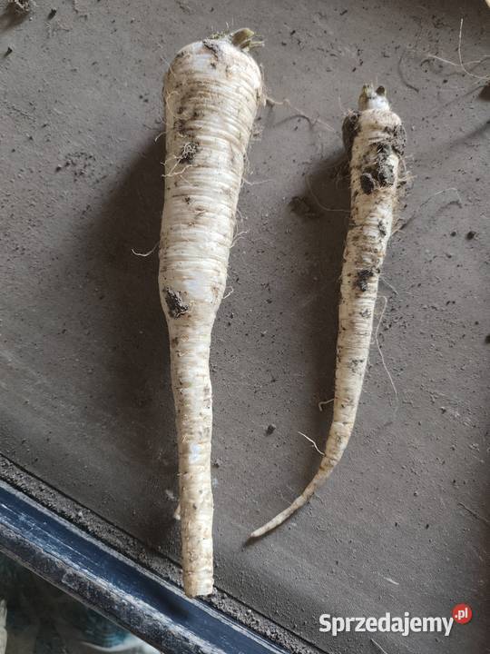 Warzywa pietruszka marchew ziemniaki Jędrzejów