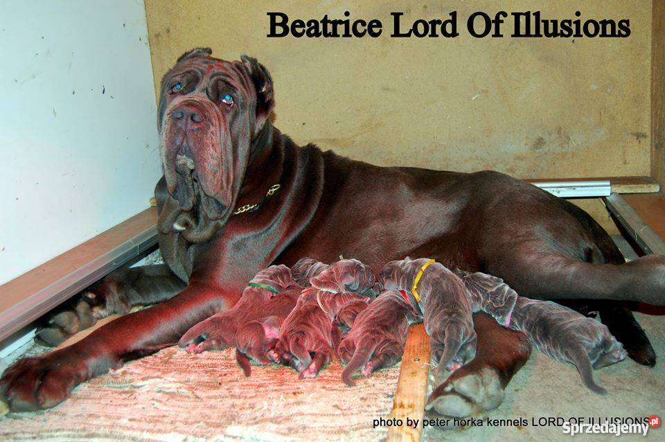 Mastino Napoletano Mastif neapoletanski Raczkowa