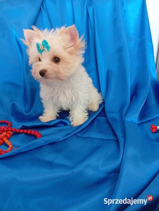 Malutki samczyk Golddust Yorkshire terrier nie śląskie
