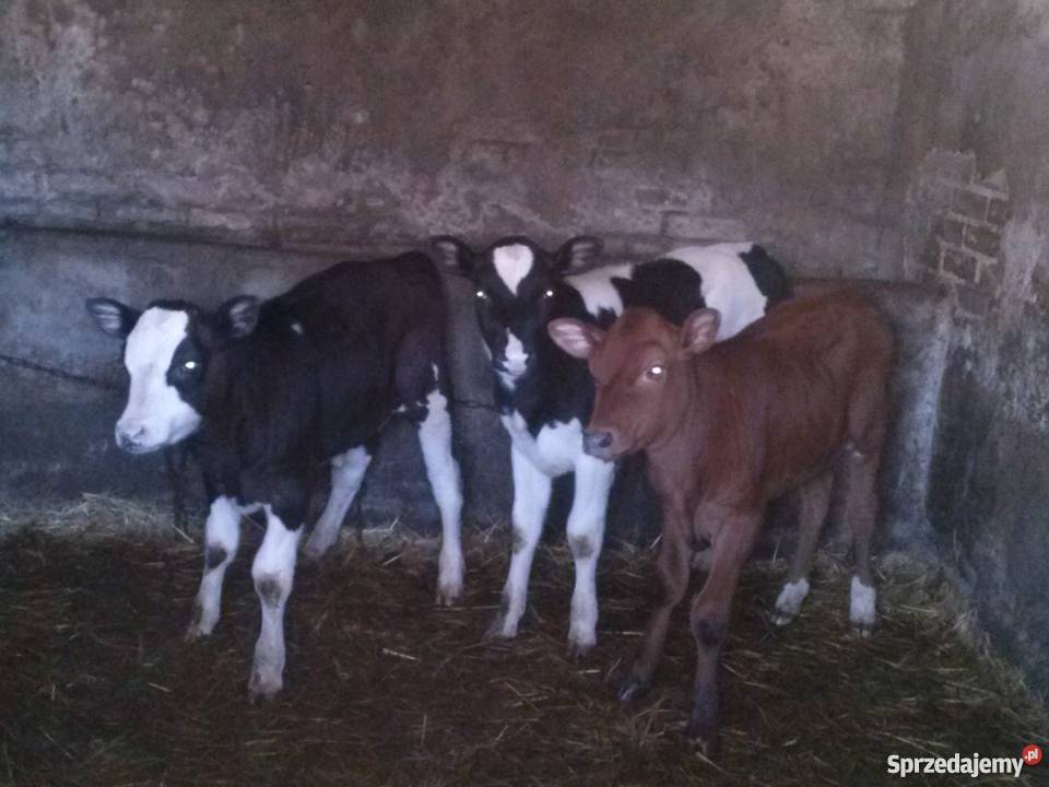 Cielaki jałówki i byczi żarłoki Pozostałe