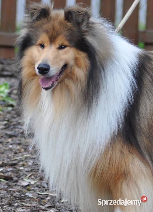 Owczarek Szkocki Długowłosy Szczenięta FCI wielkopolskie Dachowa