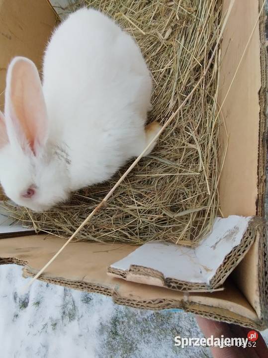 Młoda samica Szubin