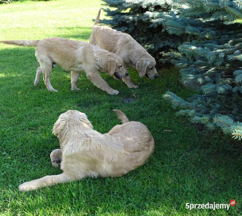 Golden retriever Przysucha