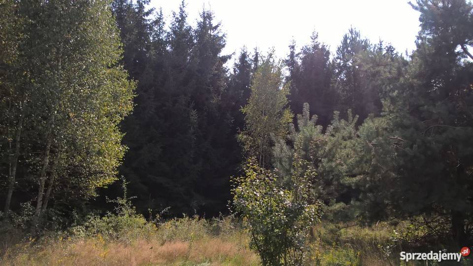 Działka Rolna położona w otulinie Bolimowskiego 200zł/m2 mazowieckie Sokule