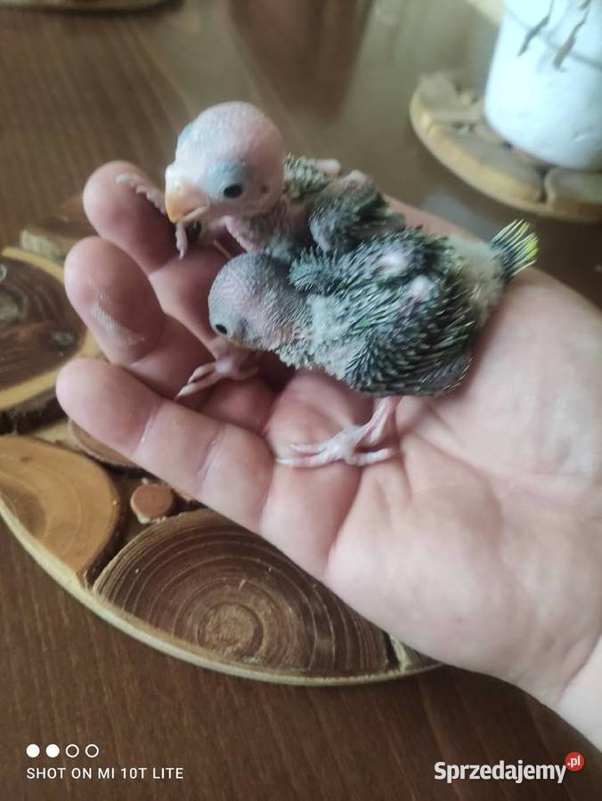 Ręcznie karmione papugi Rudosterki sprzedam Zgierz sprzedam