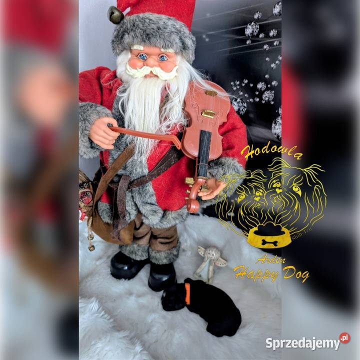 Szczenięta shih tzu Shih Tzu śląskie sprzedam