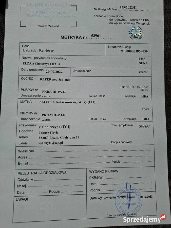Suka labradormetryka FCI Czarna 2 lata mazowieckie Płock