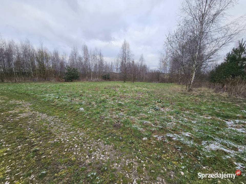 Syndyk sprzeda nieruchomość gruntową Podlasek