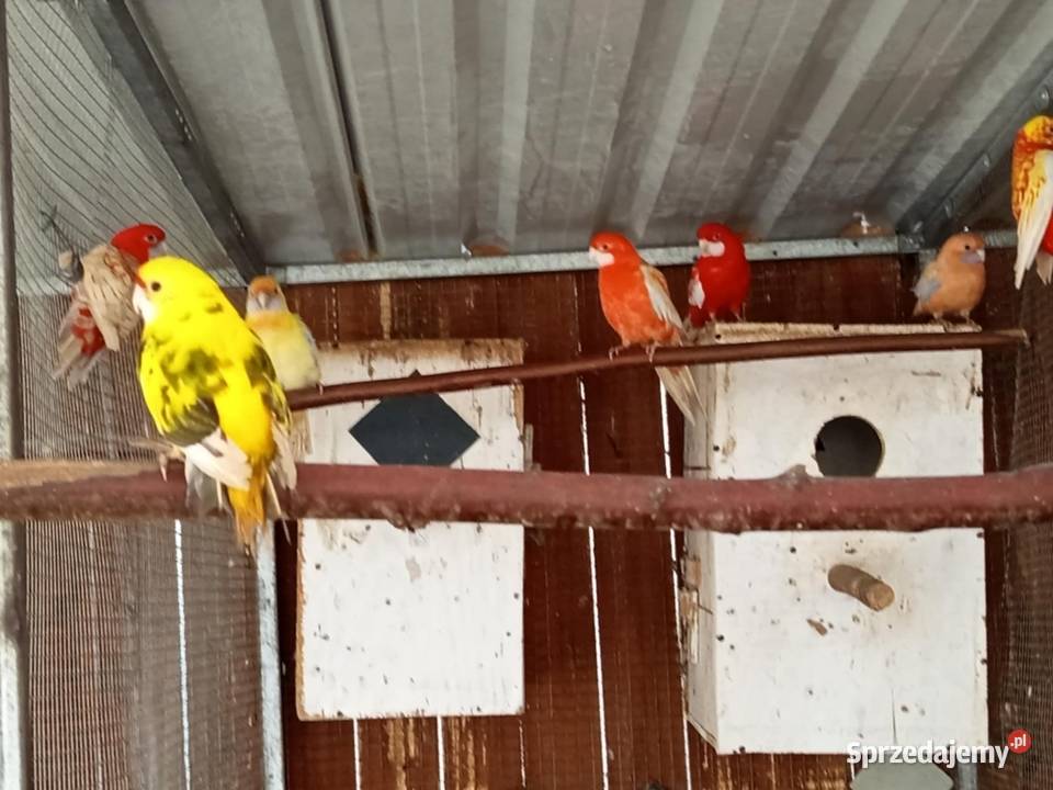 Rozele Królewskie Grudziądz