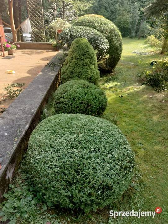 Pielęgnacja drzew terenów zieleni wycinka Pozostałe Tomaszów Mazowiecki