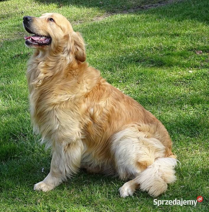 Golden retriever 11 miesięczny Przysucha