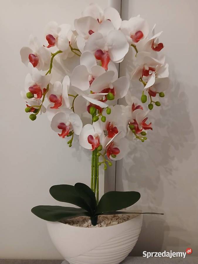 Storczyki sztuczne Zielona Góra sprzedam