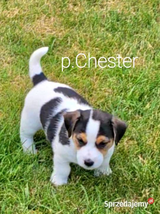 szczeniaki Jack russell terrier z rodowodem Zwierzęta opolskie Nysa