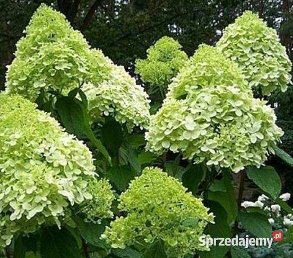 Hortensja bukietowa 15 2 kolory