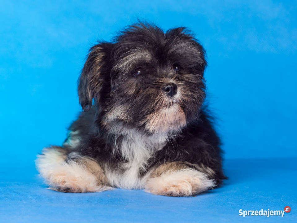Piesek Lhasa Apso kuzyn Shih Tzu GOTOWY DO sprzedam