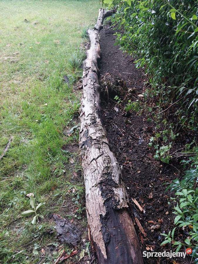 Drewno orzech wloski Kielce sprzedam