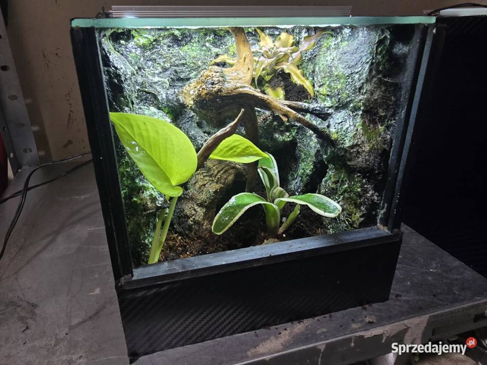 Terrarium tropikalne z wyposażeniem 20x20x20 Ostrów Wielkopolski