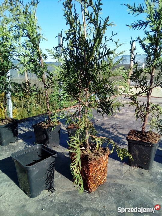 Tuja Brabant Idealna na żywopłot Super Tuje 6080 Bratwin