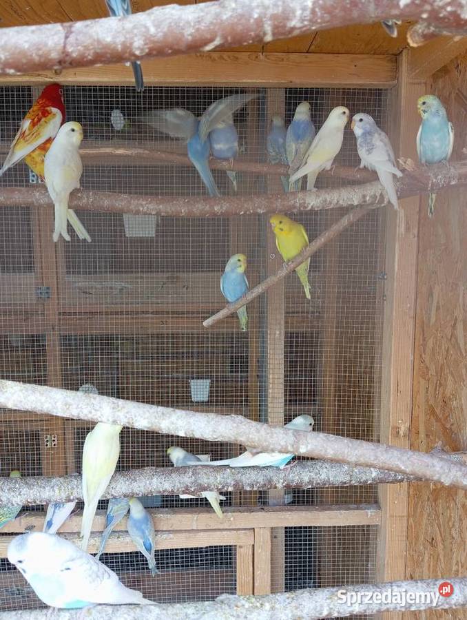 Papugi faliste papużki faliste piękne kolory Jasło