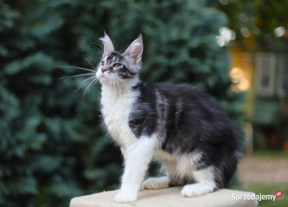 Maine Coon koty i kotki Koty Gostynin