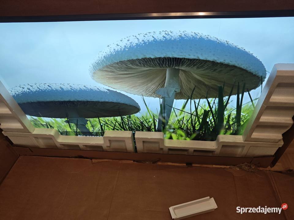 Telewizor LG 75UV341C 75 Świdnik