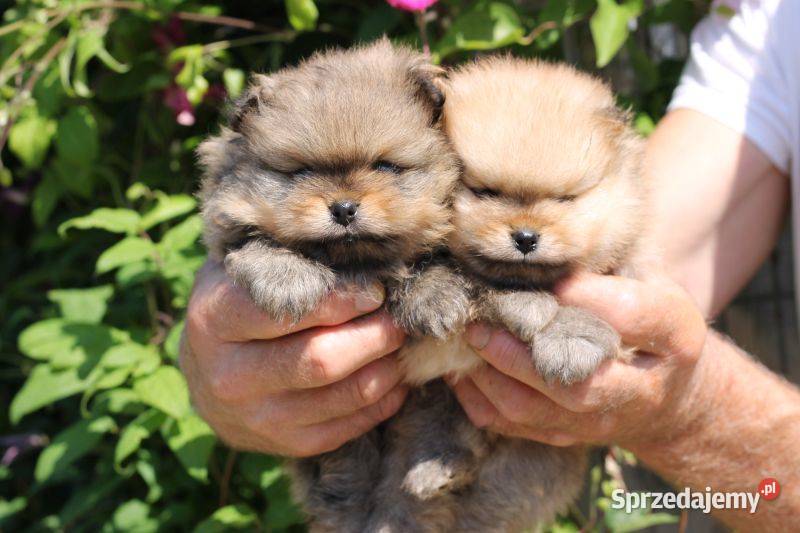 Piękne szczenięta szpic miniaturowy pomeranian Toszek