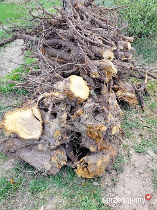 Korzeń czereśni Serce drewna kujawsko-pomorskie Bogucin