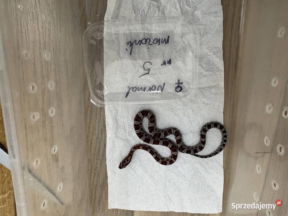 Wąż zbożowy i hybrydy heterodon młode ładne kujawsko-pomorskie