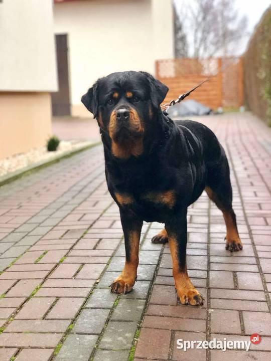 Sprzedam pięknego pieska rasy Rottweiler