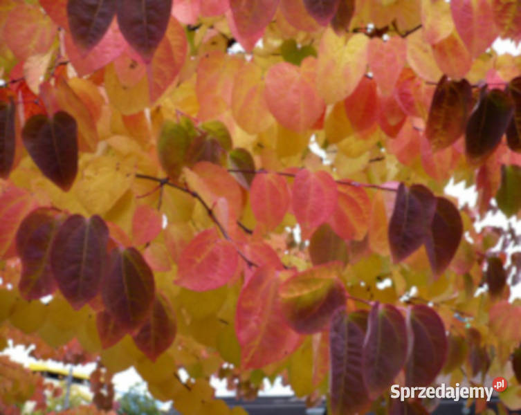 GRUJECZNIK JAPOŃSKI sadzonki w doniczkach Ustronie