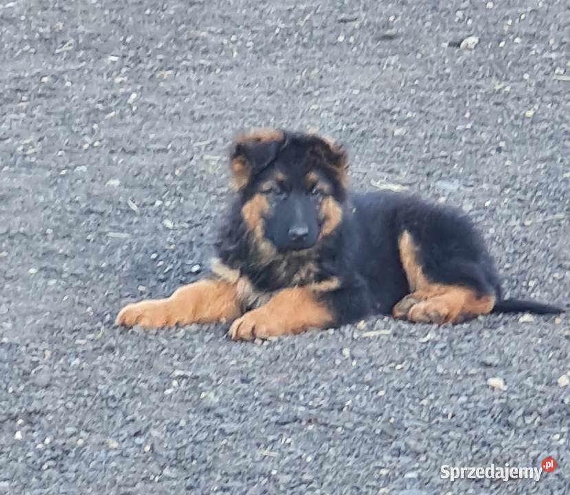 Owczarek niemiecki Owczarek Osina sprzedam