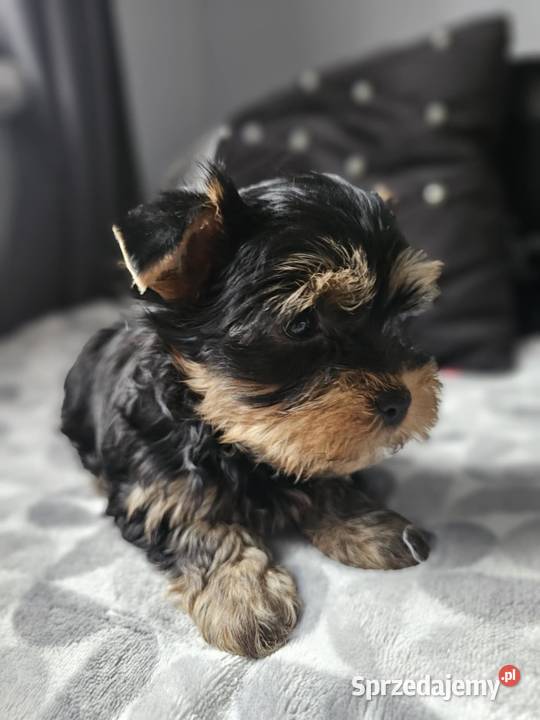 Chłopak Yorkshire Terrier Wyprawka Chip śląskie Częstochowa