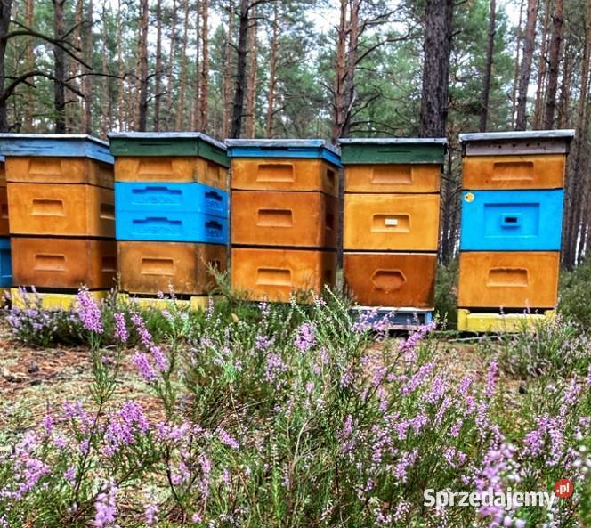 Ule wielkopolskie z silnymi rodzinami lubuskie Zielona Góra