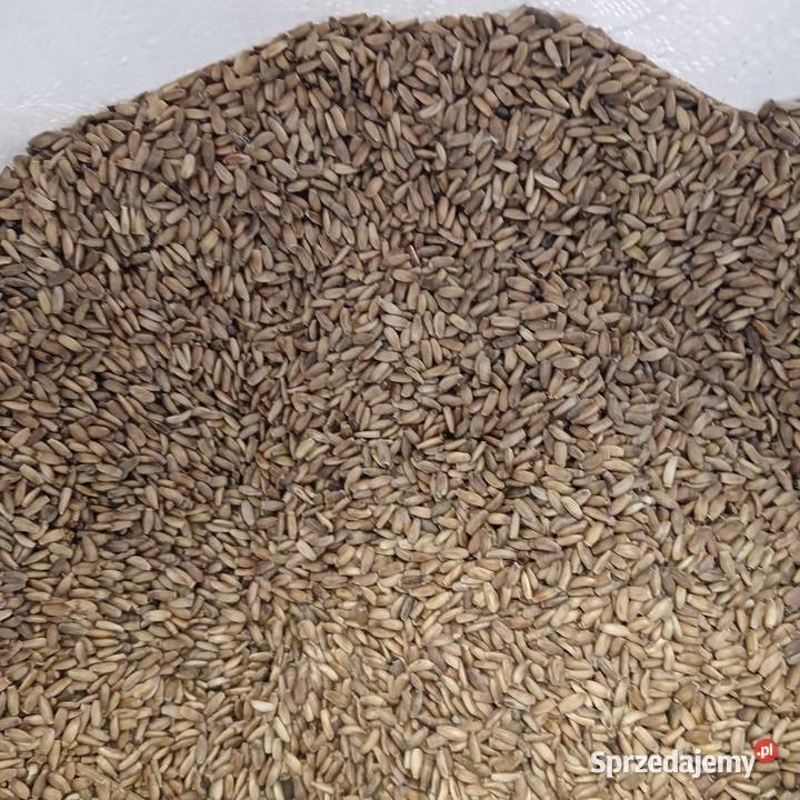 Ziarna ostropestu plamistego Pozostałe Sokółka