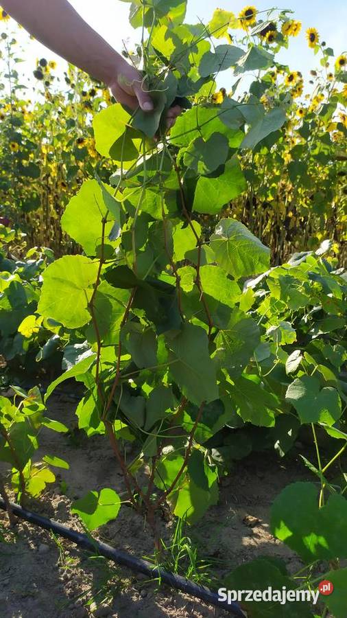 Sprzedam Sadzonki Winogrona Odmiany Swedson Red mazowieckie Chynów