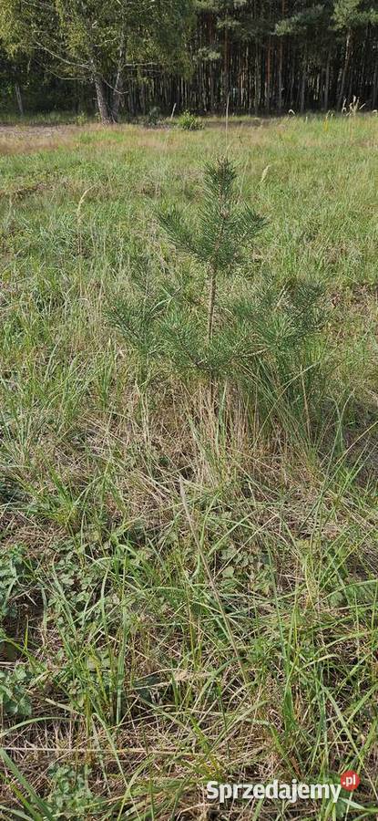 Sadzonki sosen sosny dębu dąb brzozy na zdjęciu mazowieckie Błonie