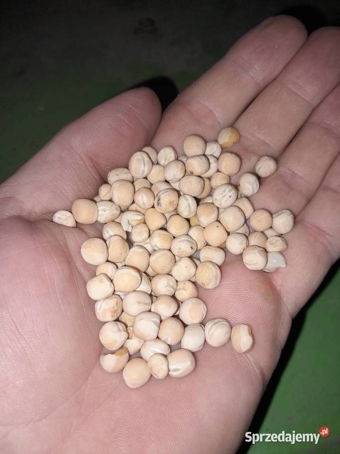 Groch jary Trzyciąż