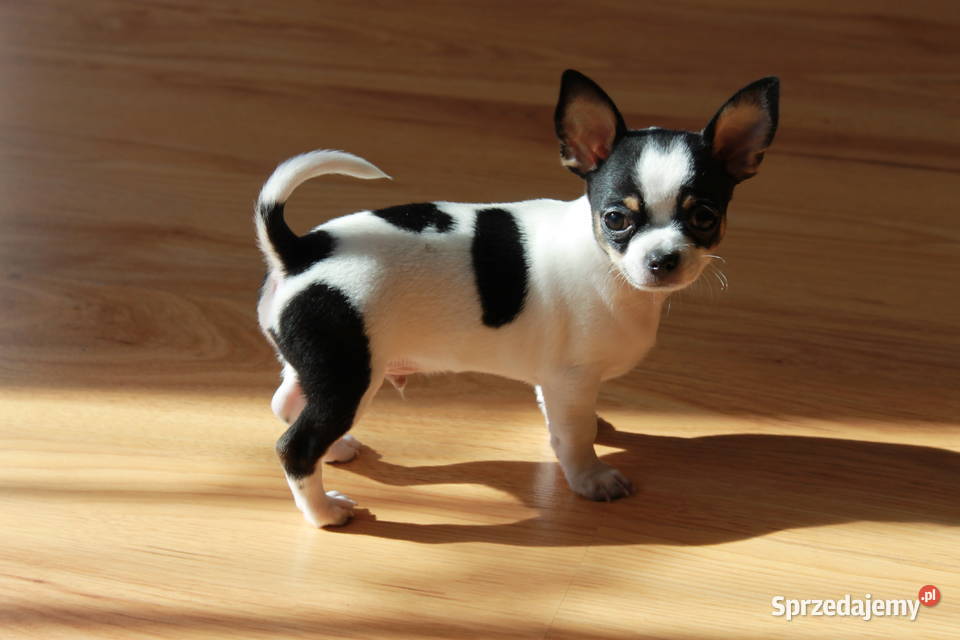 Chihuahua krótkowłosy chłopiec ZKwP FCI Świnoujście sprzedam