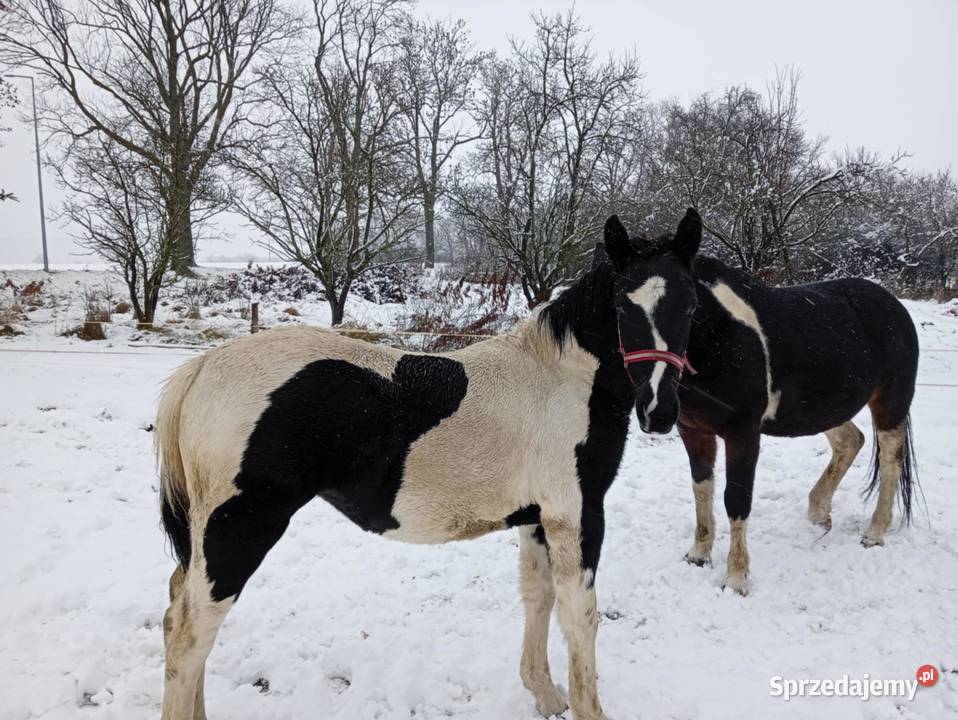 Sprzedam konie