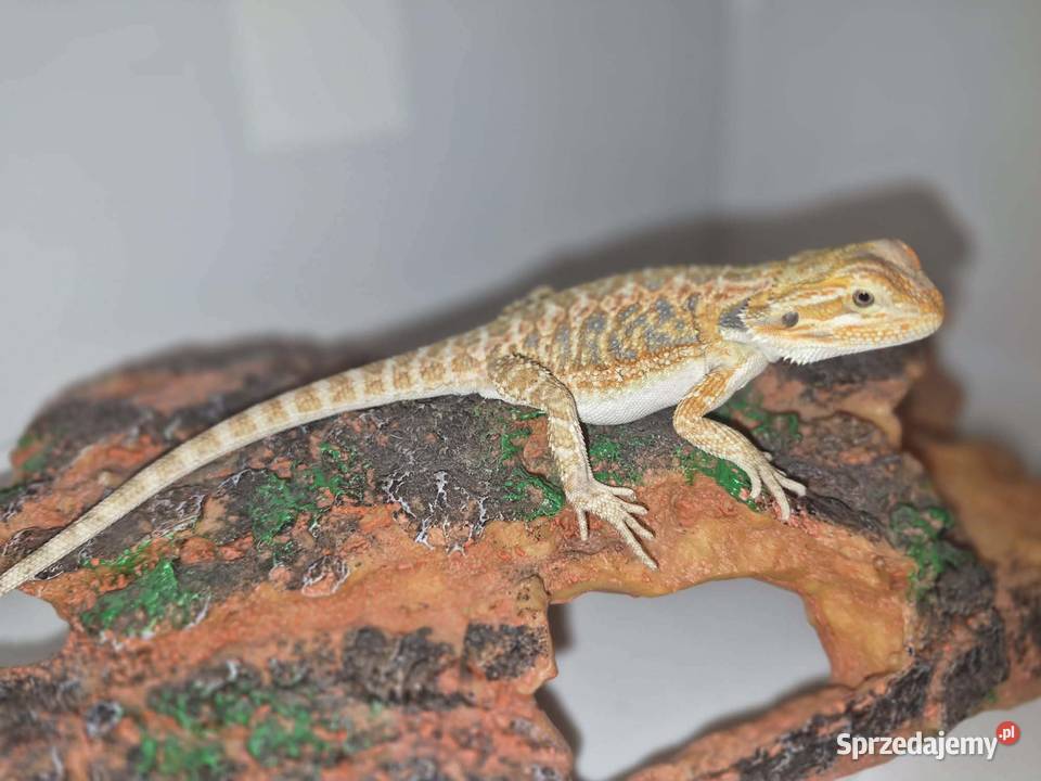 Agama brodata Jawor