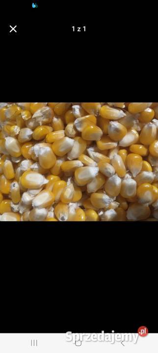 Kukurydza mokra Dynów