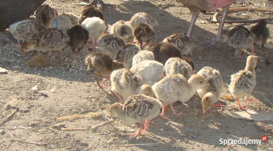 Sprzedam Indyki pisklęta indyczki łódzkie Pożdżenice