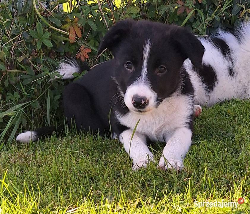 Suczka border collie do odbioru Jabłonka
