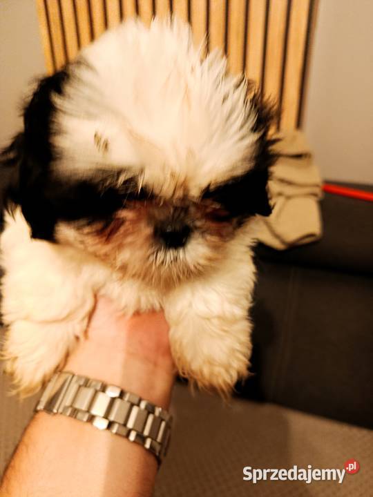 Shih tzu Godziesze Małe