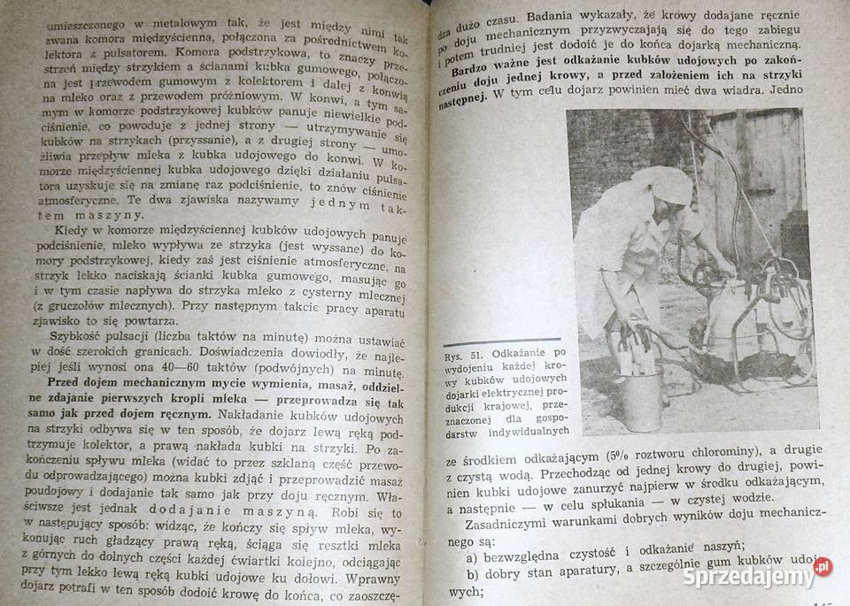 Krowa mleczna Henryk Jasiorowski Chełm sprzedam