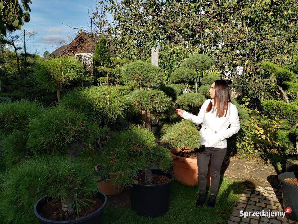 Sosna bonsai bonsai ogrodowe 1100 drzewa Rośliny śląskie Ustroń
