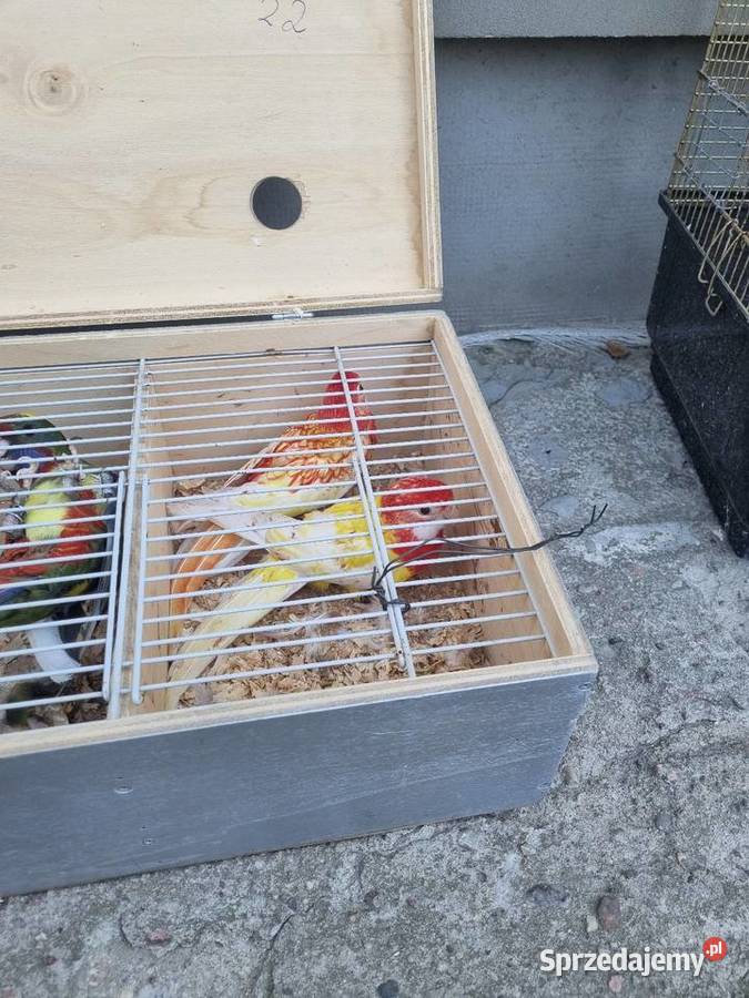 Sprzedam rozele białolice mazowieckie Chlebnia