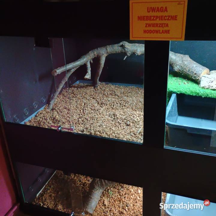 Para waranów leśnych Kraśnik