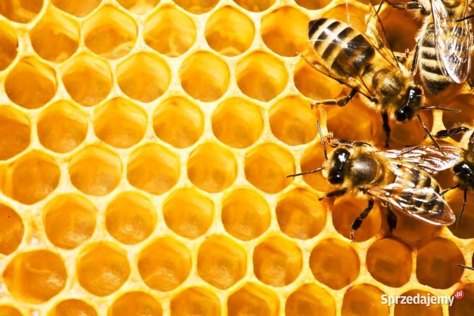 NATURALNE POLSKIE MIODY z Tradycyjnej Pasieki Andrychów