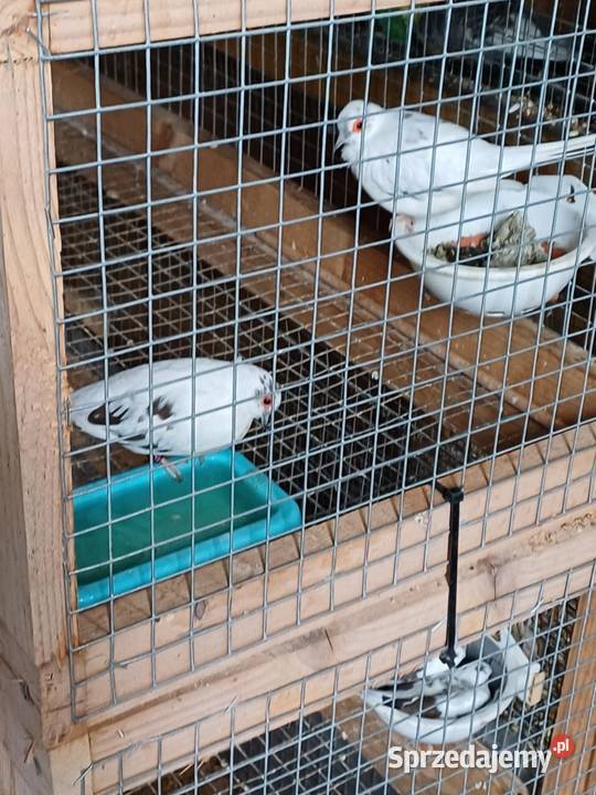 gołąbki diamentowe szeki Czosnów